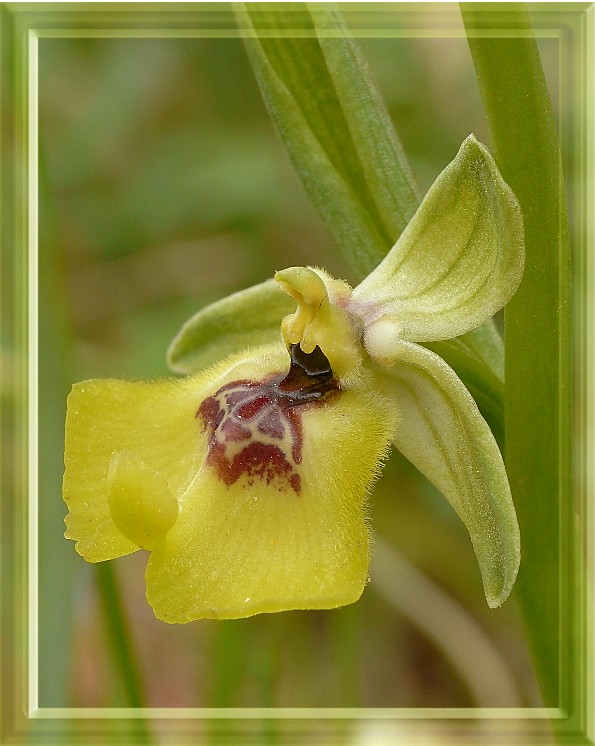 Ophrys lacaitae / Ofride di Lacaita